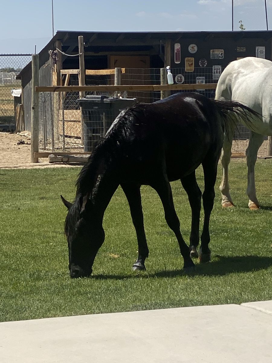 BLM mare for sale