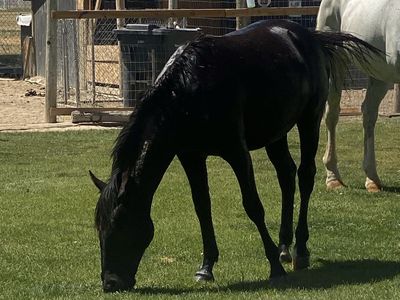 BLM mare for sale