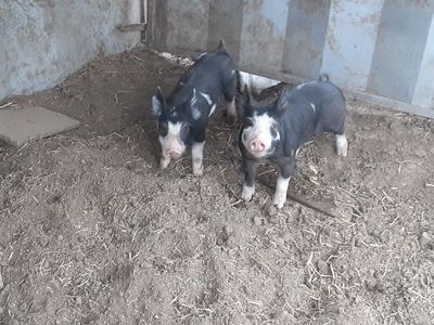 Purebred weaner pigs Duroc or Berkshire
