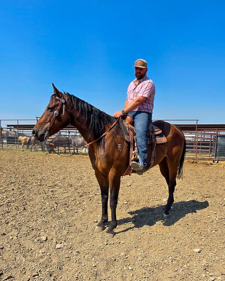 8 Year Old AQHA Gelding
