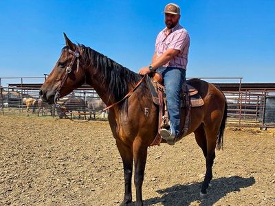 8 Year Old AQHA Gelding