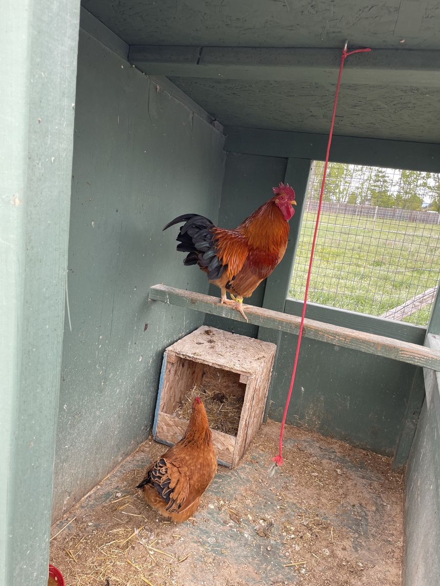 New Hampshire Bantam chickens for sale