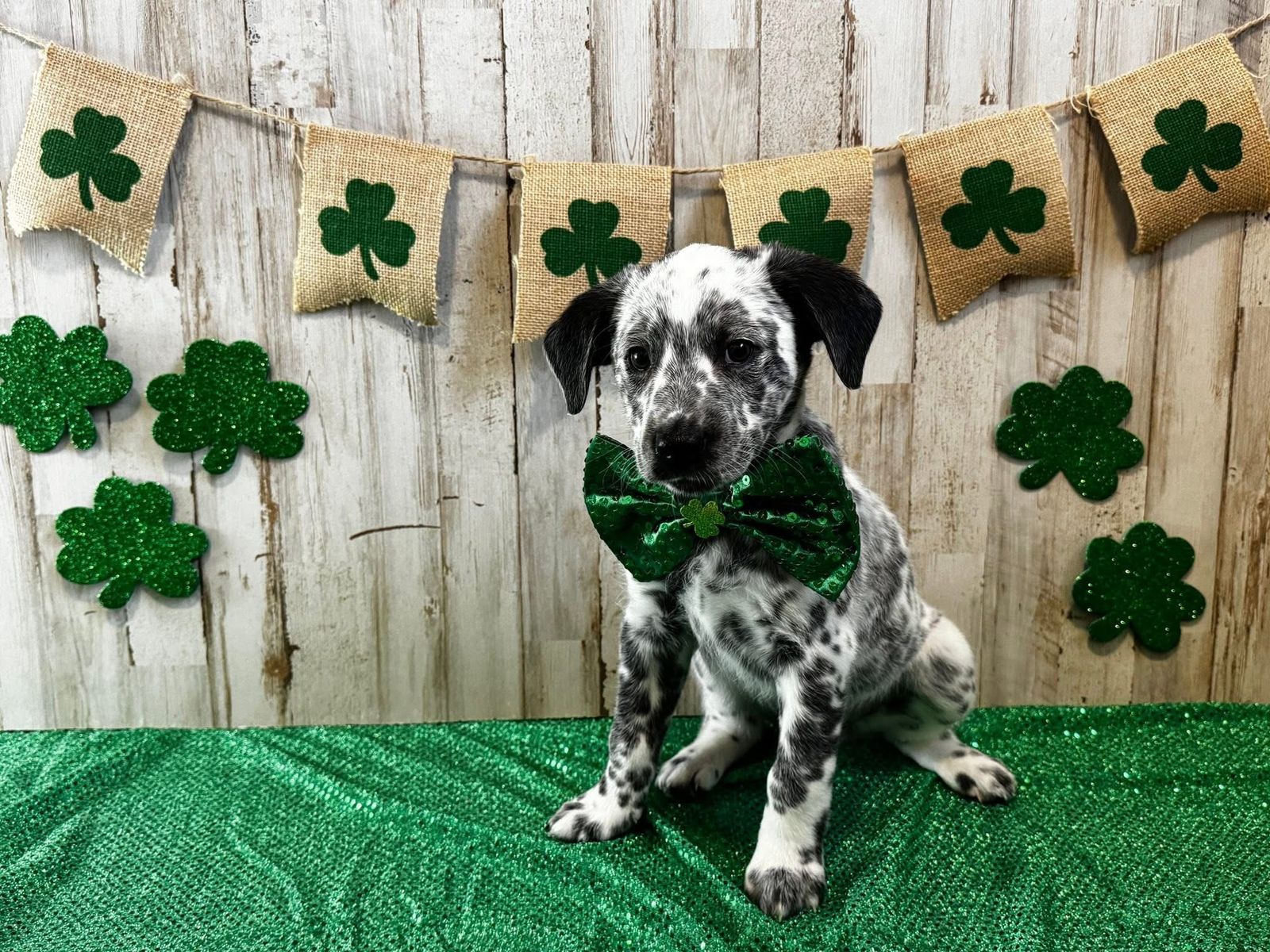 Dalmatian/Blue Heeler puppies