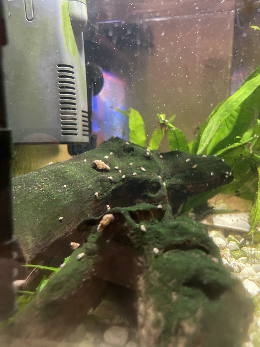 5 Gallon Aquarium Full of Malaysian Trumpet Snails