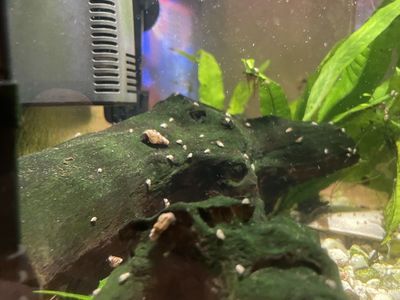 5 Gallon Aquarium Full of Malaysian Trumpet Snails