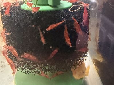 Cherry Shrimp