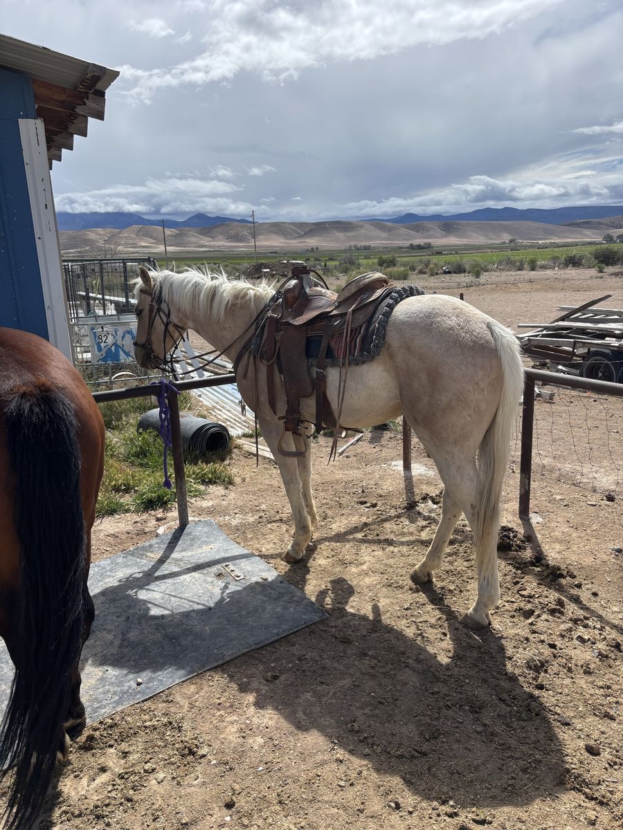 3 year old grade gelding