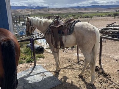 3 year old grade gelding