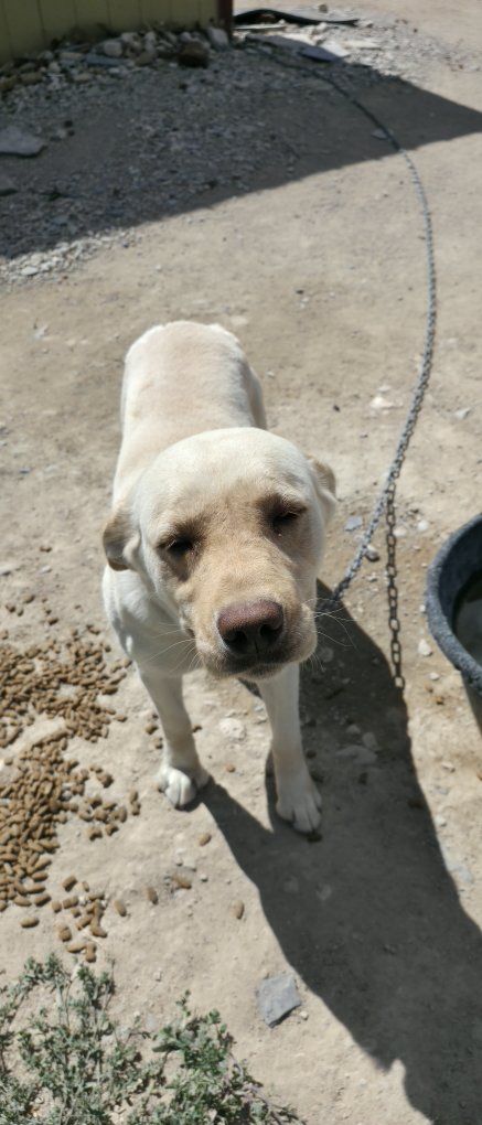 3 year old yellow lab