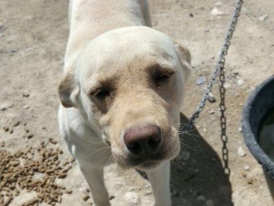 3 year old yellow lab