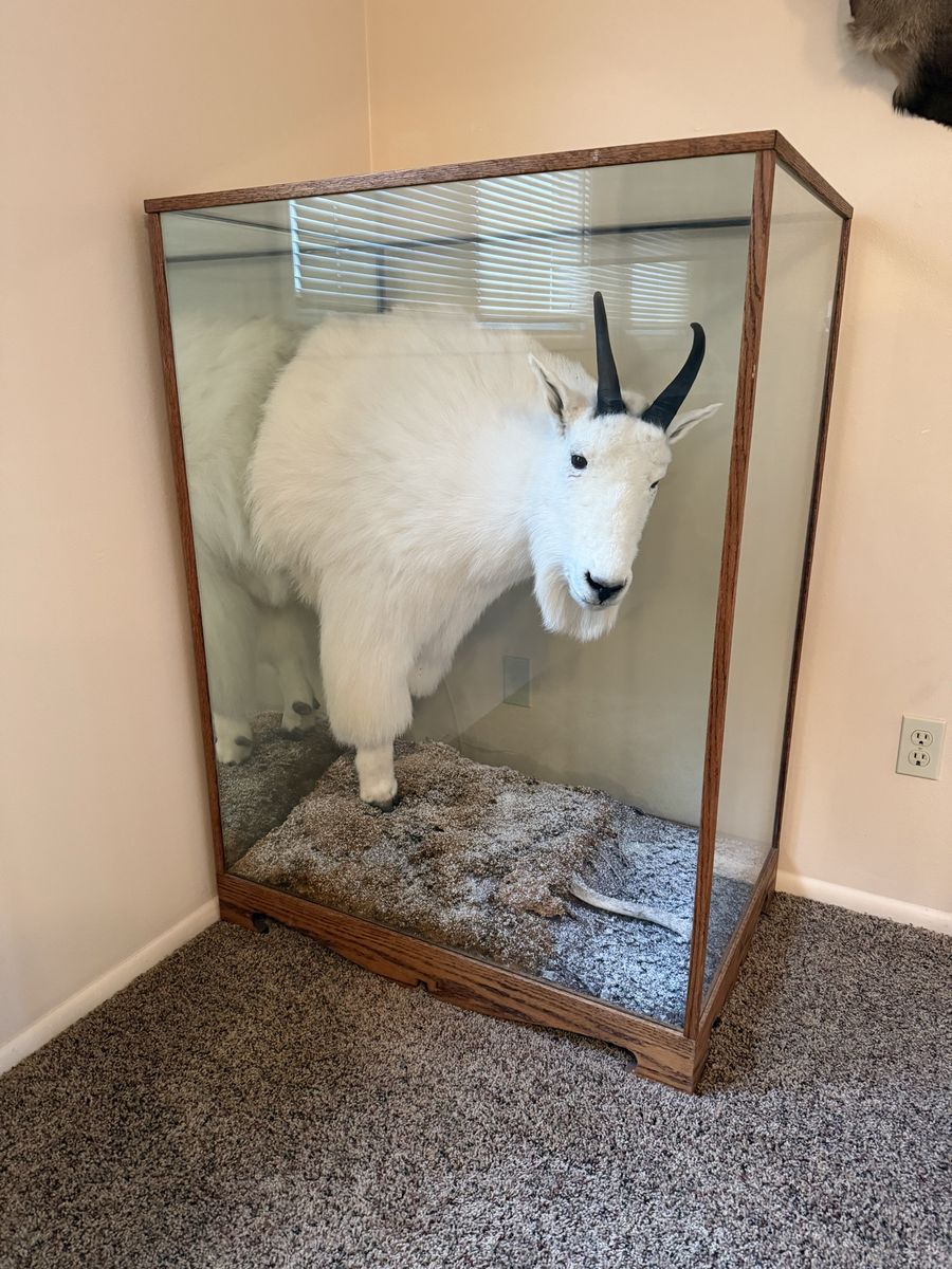 Rocky Mt Goat Mount