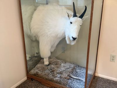 Rocky Mt Goat Mount