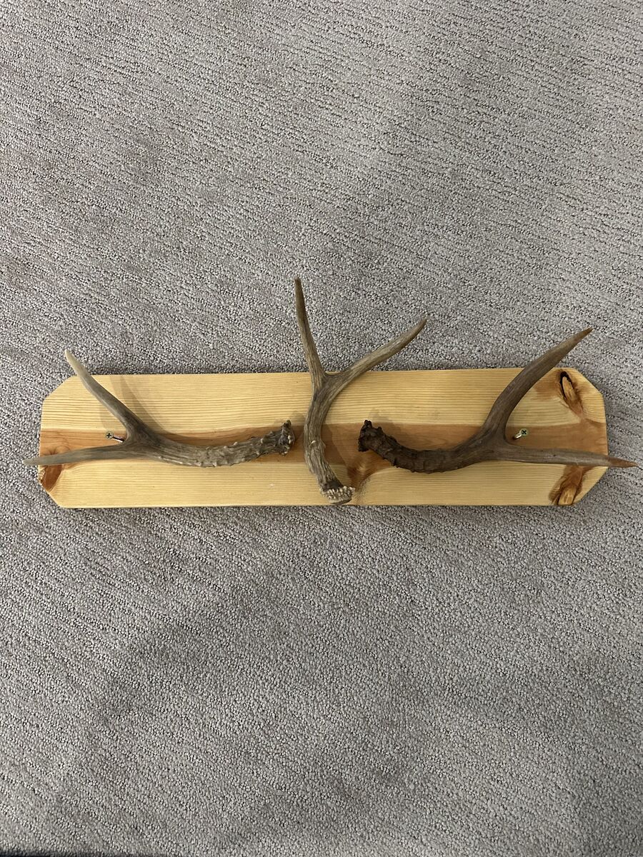 Antler Coat Rack