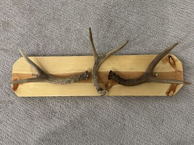 Antler Coat Rack