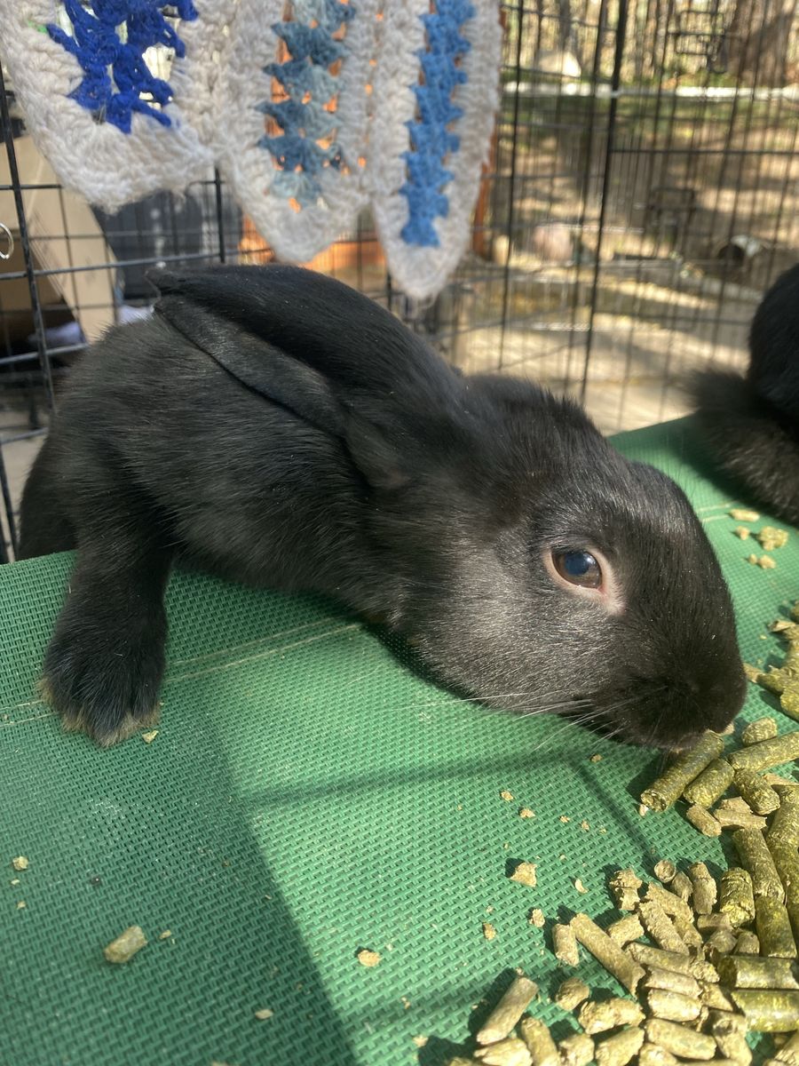 Lop Rabbit BUCK