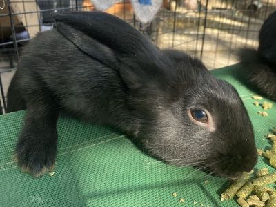 Lop Rabbit BUCK