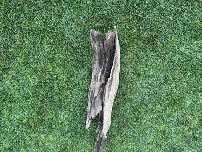 drift wood