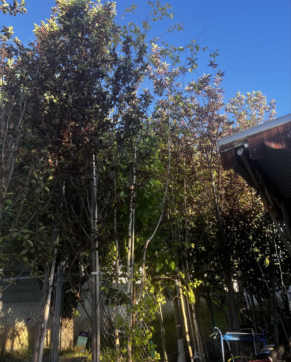 Trees