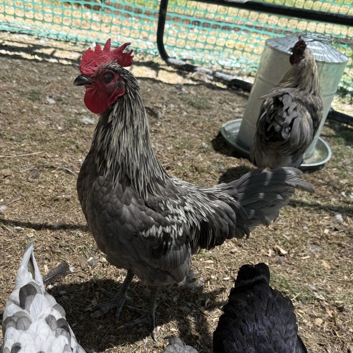 Free 16 Week old Roosters