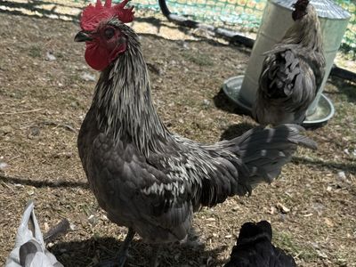 Free 16 Week old Roosters
