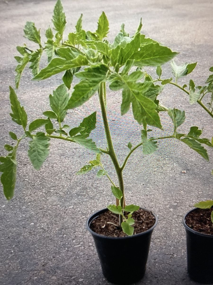 Sun Sugar Tomato