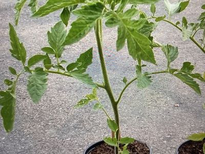 Sun Sugar Tomato