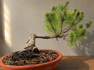Ponderosa Pine Bonsai - 25+ Yrs Old, Exposed Roots, Healthy Growth, Recently Repotted