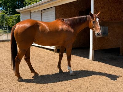8 year old All-Around