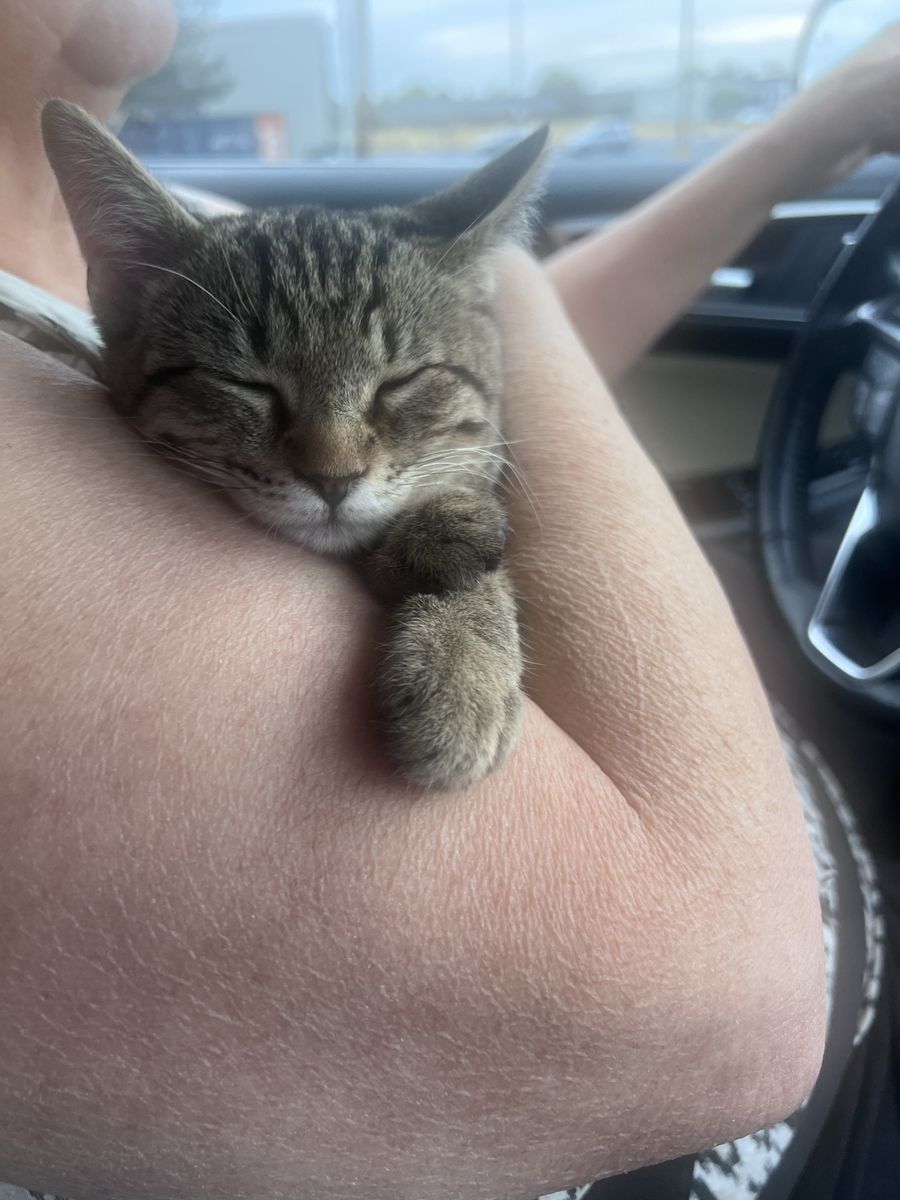 Lost kitten
