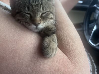 Lost kitten