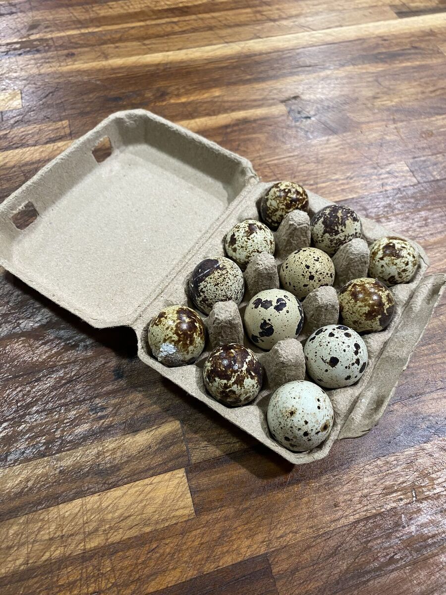 Quail eggs for hatching or eating