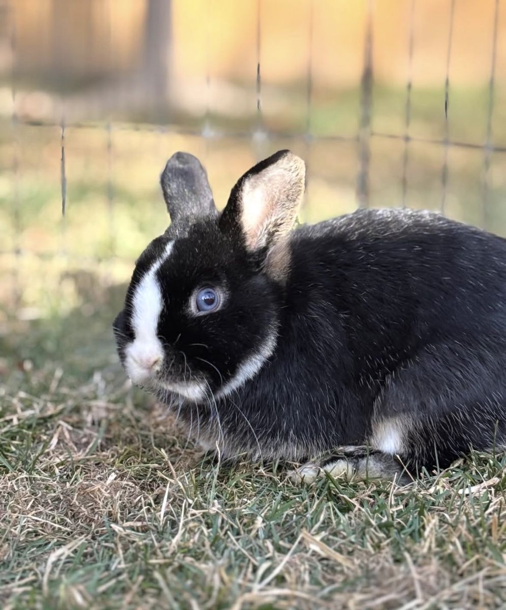 9 Month Old Blue Eyes Buck