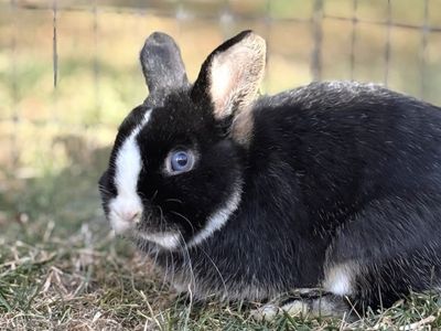 9 Month Old Blue Eyes Buck
