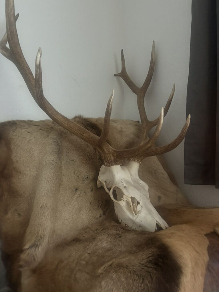 Elk Ero Mount & Pelt