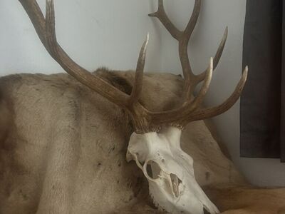 Elk Ero Mount & Pelt