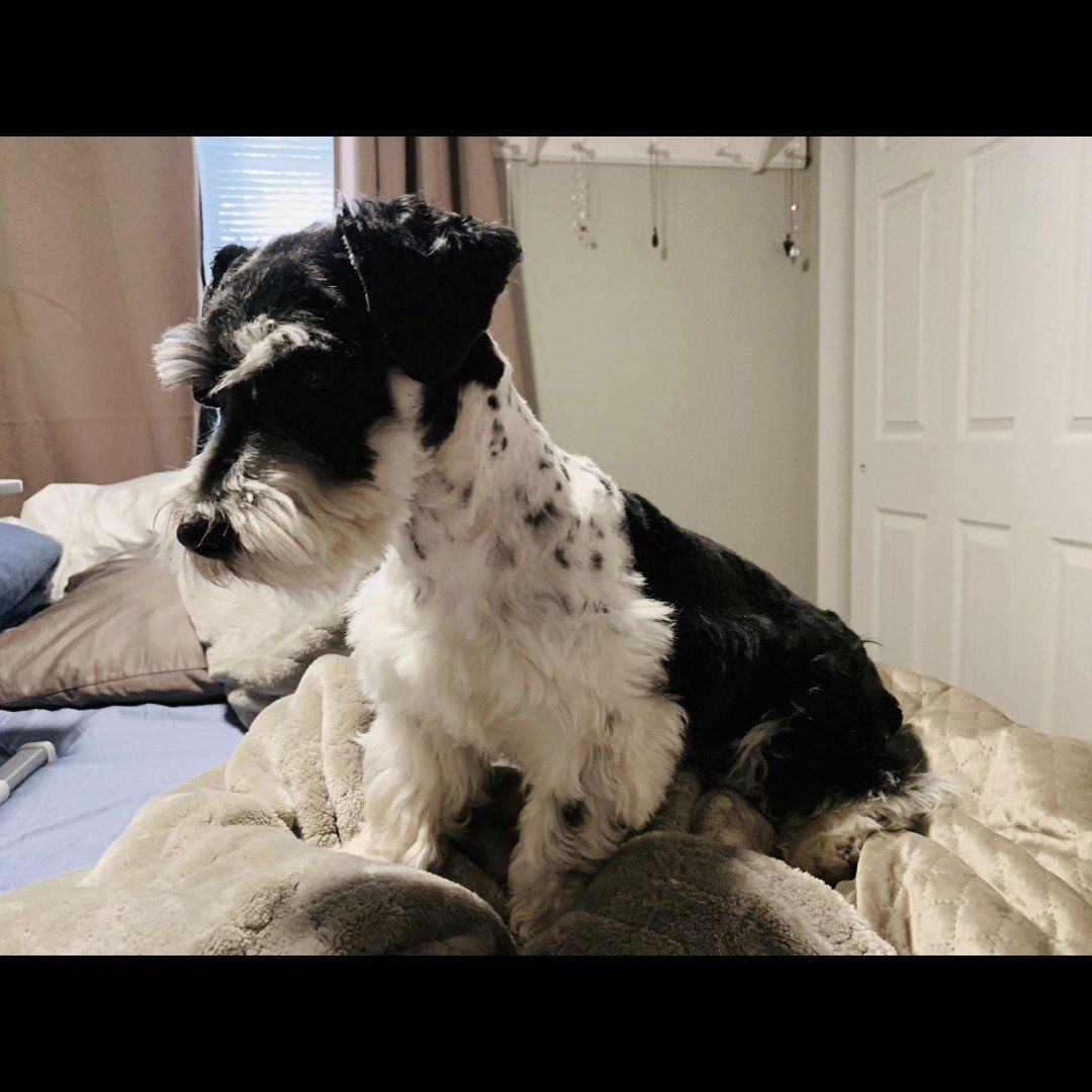 Akc miniature Schnauzer  Stud only