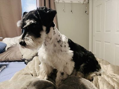 Akc miniature Schnauzer Stud only
