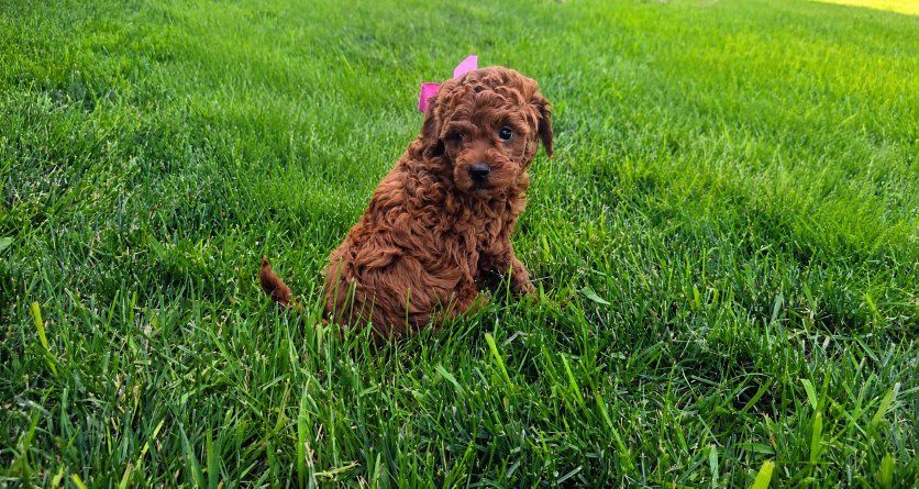 Goldendoodle Puppies Today