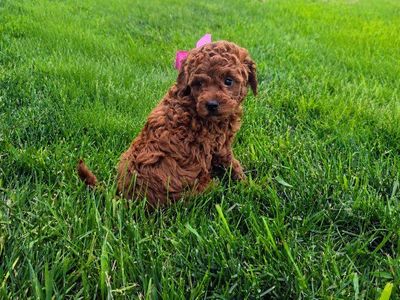 Goldendoodle Puppies Today