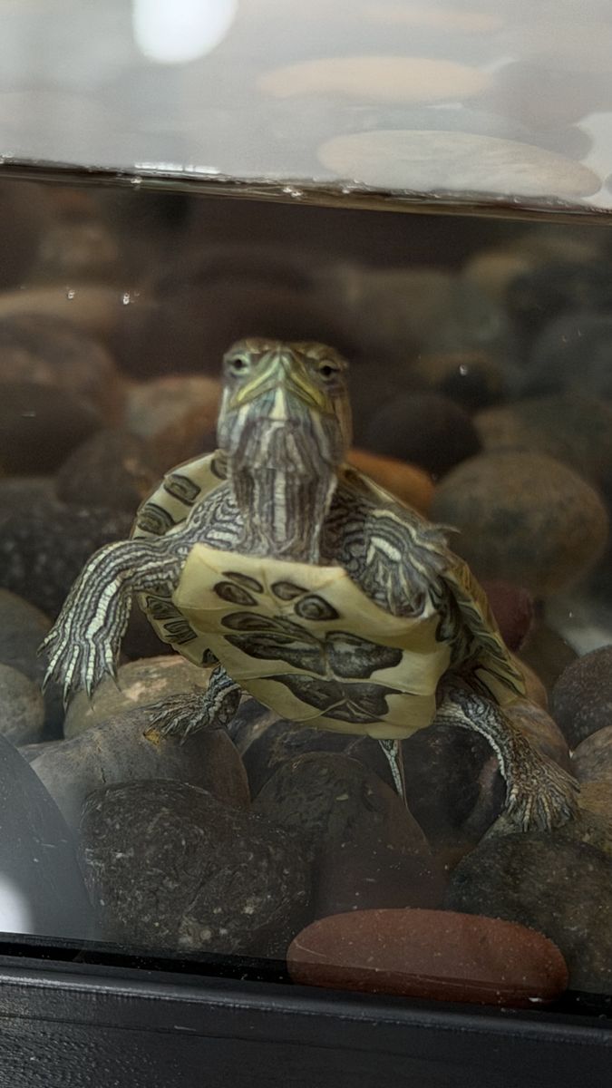 Baby turtles with turtle kit