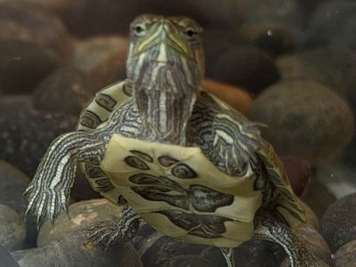 Baby turtles with turtle kit