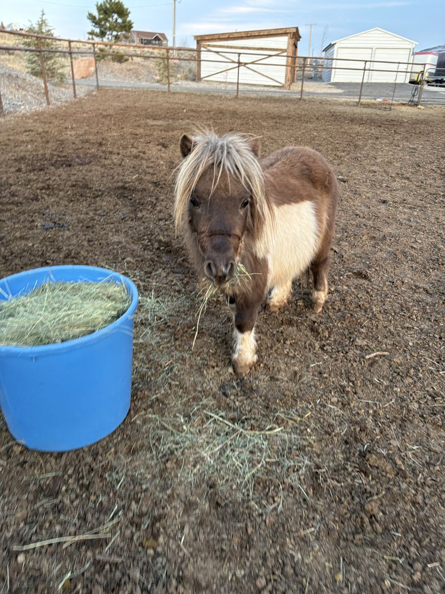 Silver Bay Tobiano Paint Mini Stud