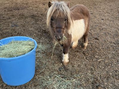 Silver Bay Tobiano Paint Mini Stud