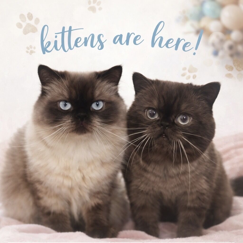 Doll Faced Persian Exotic Shorthair kittens