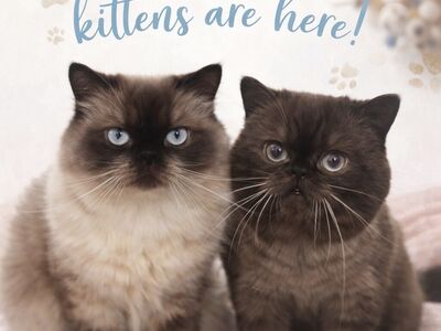 Doll Faced Persian Exotic Shorthair kittens