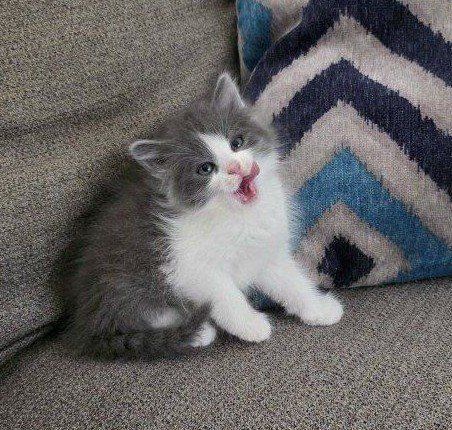 Sweet Kittens Ready for Their New Homes