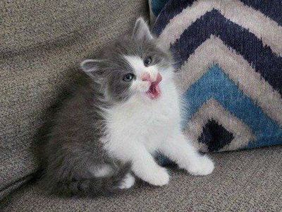 Sweet Kittens Ready for Their New Homes