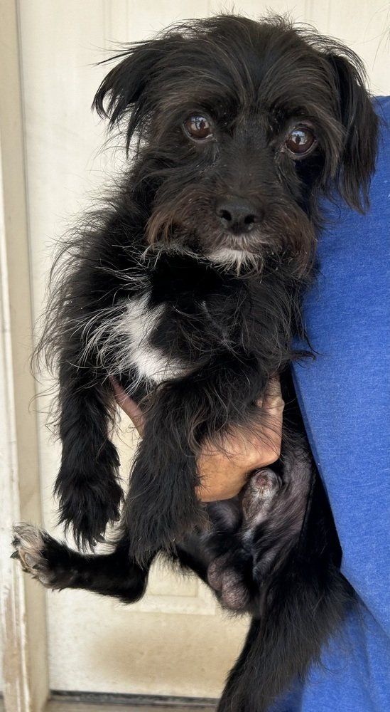 Nigel the Brussels Griffon