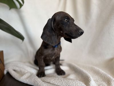 Dachshund Puppies - Dachshund Dogs