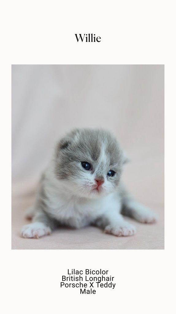 Rare Colored, Pedigreed British Longhair kittens